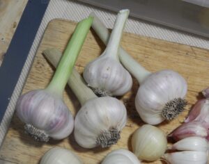 Garlic