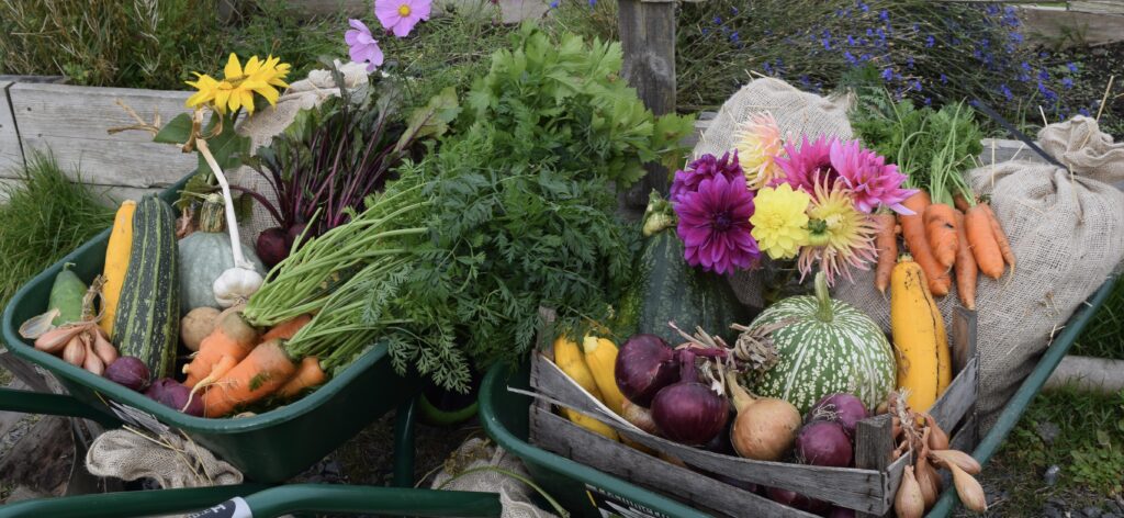 harvest wheelbarrows