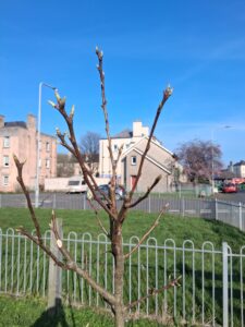 Spring Buds