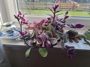Bringing a Tradescantia Back to Life (and Making It Better)