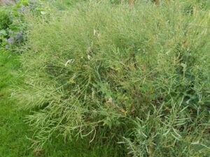 Broccoli Seed Pods — Eat Them or Sprout Them