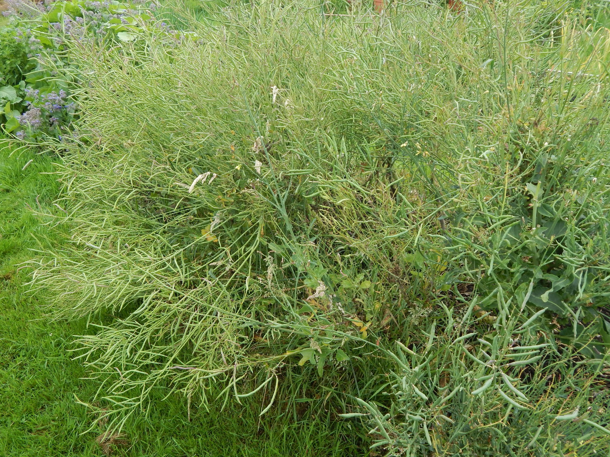 broccoli seed pods
