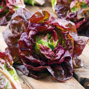 Lettuce (Marvel of Four seasons)