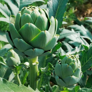 Artichoke (Imperial Star)