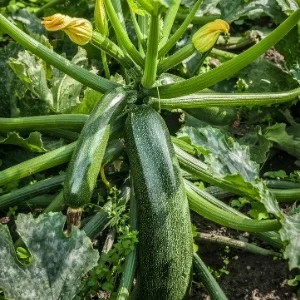 Courgette – Cucurbita pepo