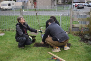 A New Pear Tree in my Garden