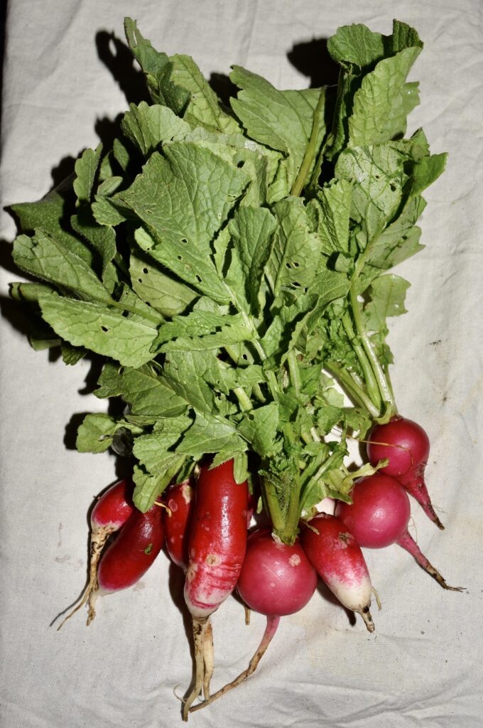 radish french breakfast