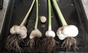 Elephant Garlic — Cloves, Corms & Curiosities