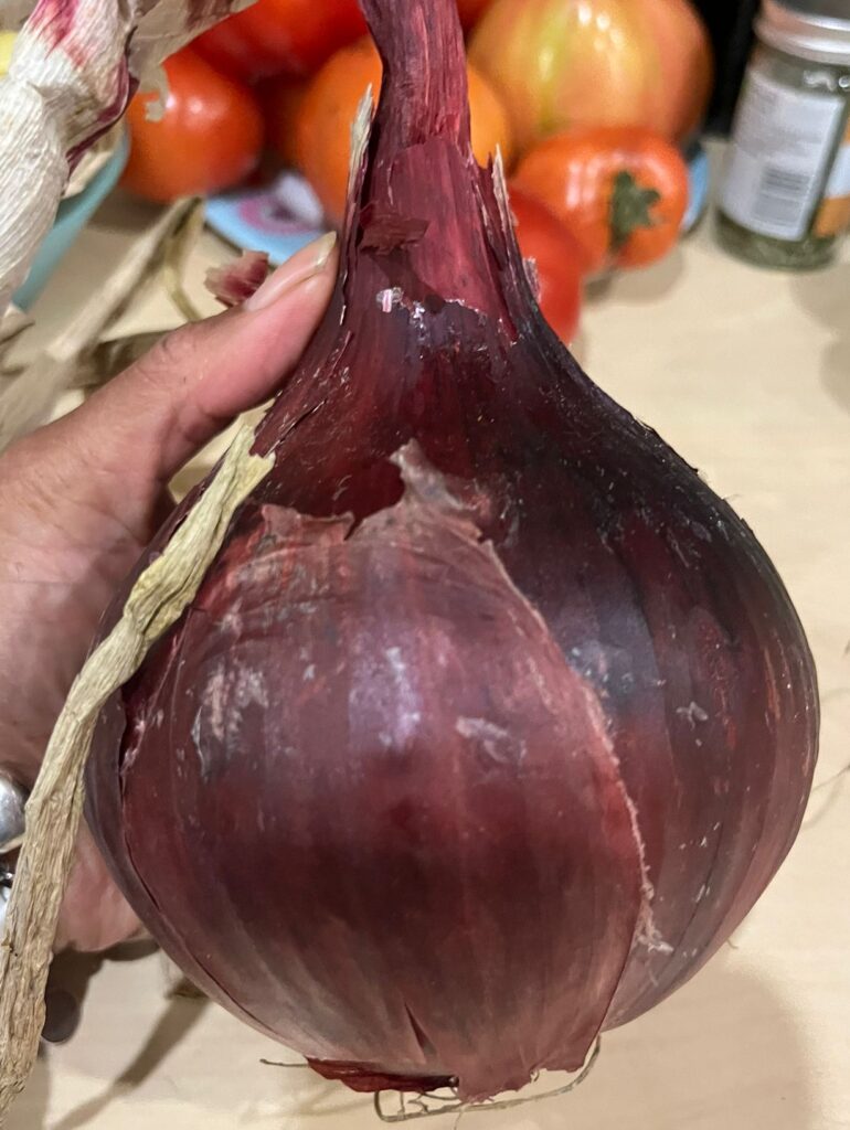 red onion - red karmen