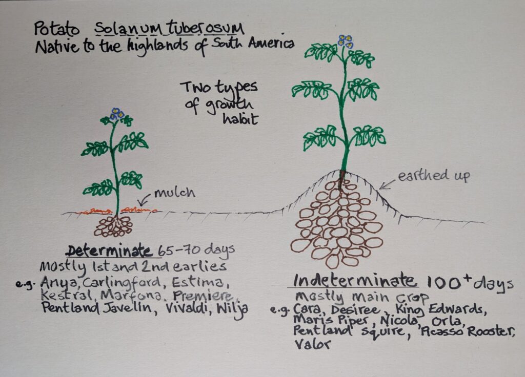 Potato planting guide