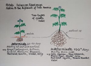 Two Types of Potato Growth Habit