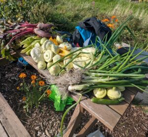 A Harvest from the Plots