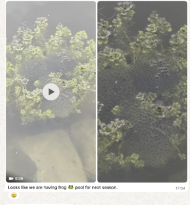 Frog Spawn