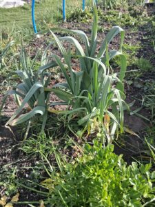 A Good Day on the Plot – Mulch Success, Garlic Care & Broad Beans In