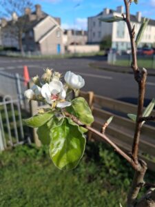 🌸 The Pear Tree Has Blossom