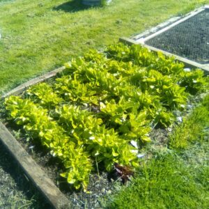 Growing Perpetual Spinach in a No-Dig Bed