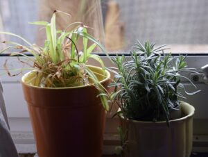 Spider Plant spring clean