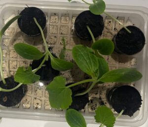 🥒 Courgettes Growing Too Fast?