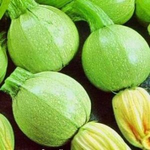 Courgette – Cucurbita pepo
