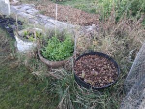 🌿 Organic Growing — What Does It Mean on Our Allotments?