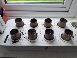 Sowing Peas in Tubes