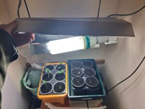 🌱 Seed Starting Under Artificial Lights (Simple Cupboard Setup)