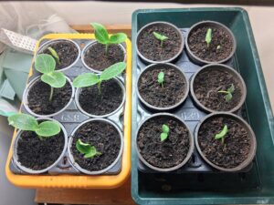 🌱 Seedling Update — 24 Hours Under the Grow Light