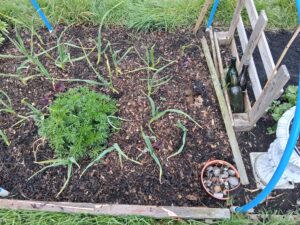 🌿 More Unexpected Visitors — Amaranth and Red Orach on the Plot