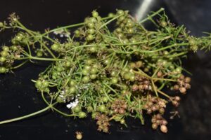 🌿 Lemon Coriander