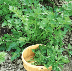 🌿 “I Love Coriander… But It Never Grows!”