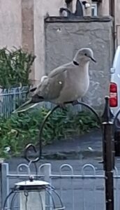 a Eurasian collared dove.