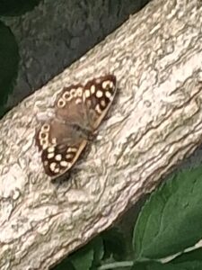 Speckled Wood on the Elder