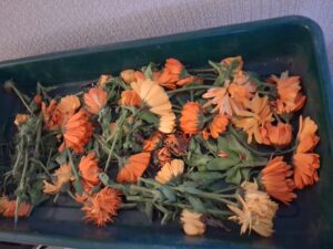 Calendula, the flower that keeps on giving