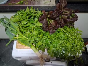 Leafy Greens are good for you..