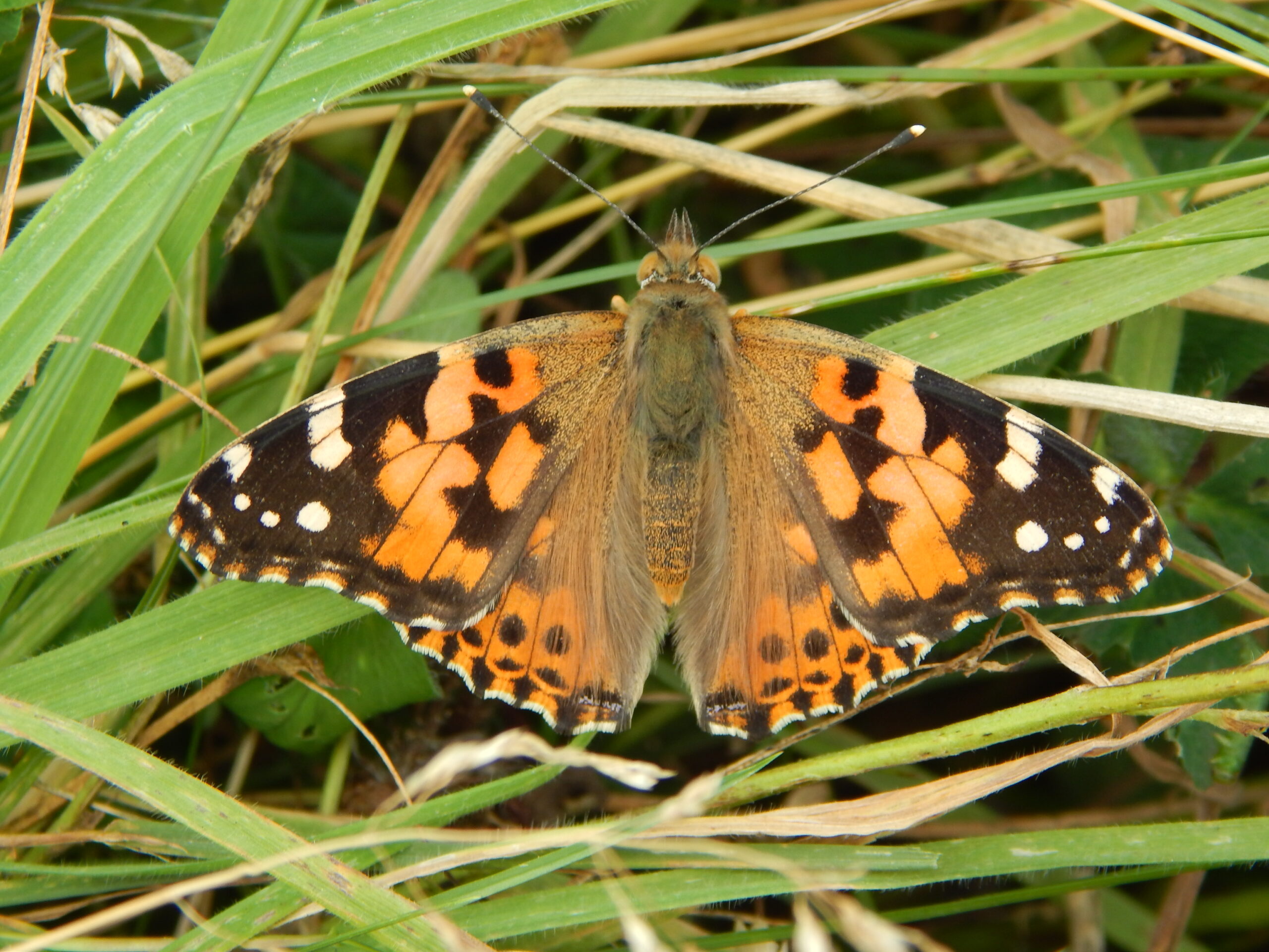 painted lady